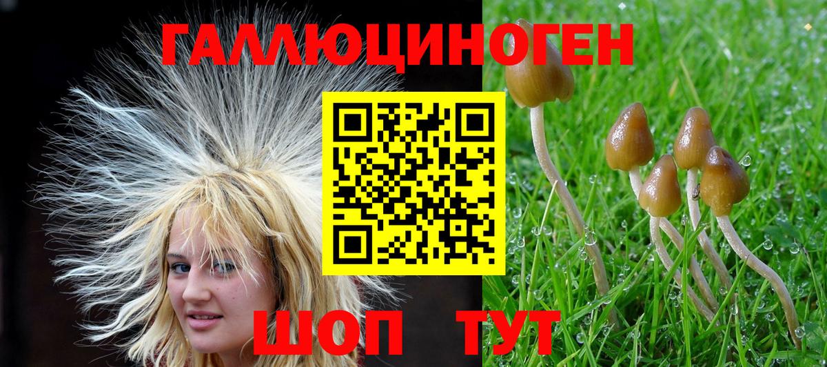Галлюциногенные грибы прущие грибы  Галлюциногенные грибы Psilocybine cubensis  Нальчик 